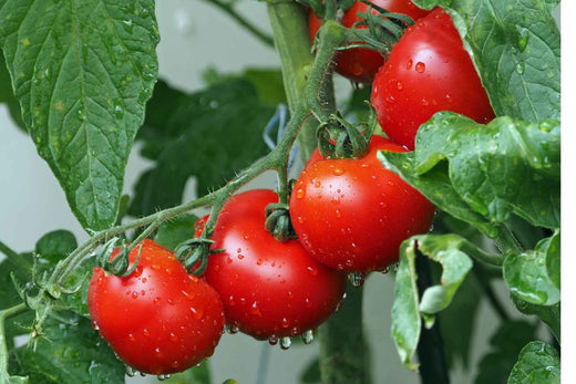 growing tomatoes indoors