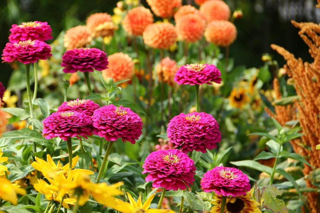 cut flower garden