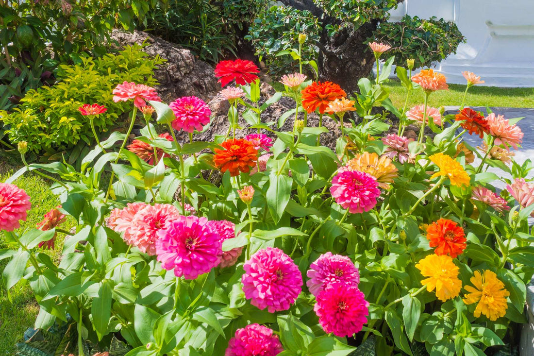 How to Pick the Best Cut Flowers for Your Garden