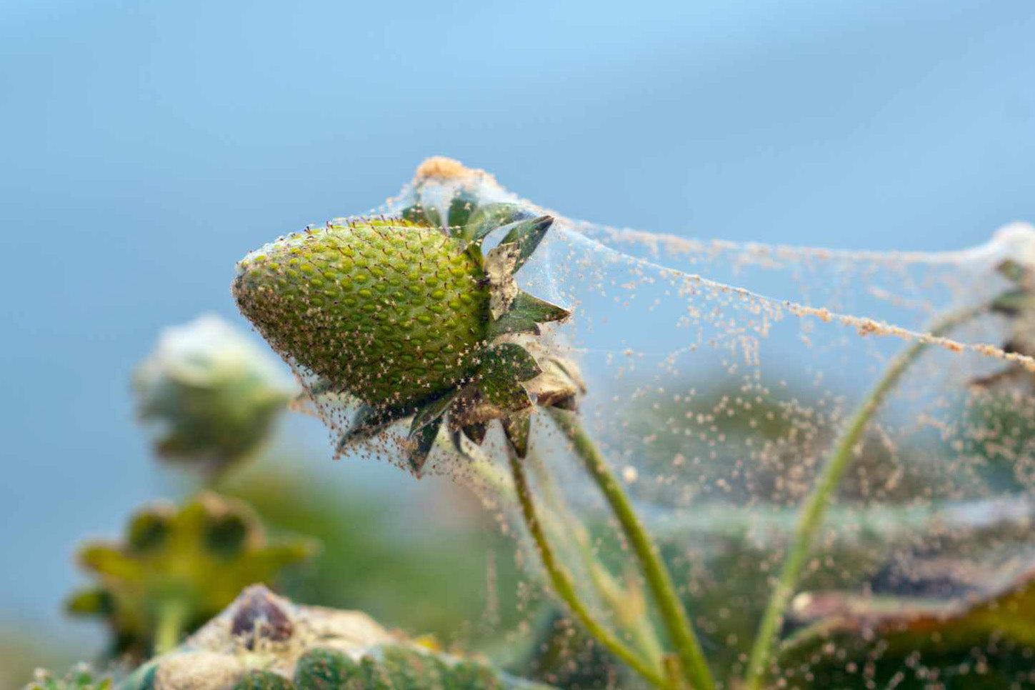 early signs of spider mites