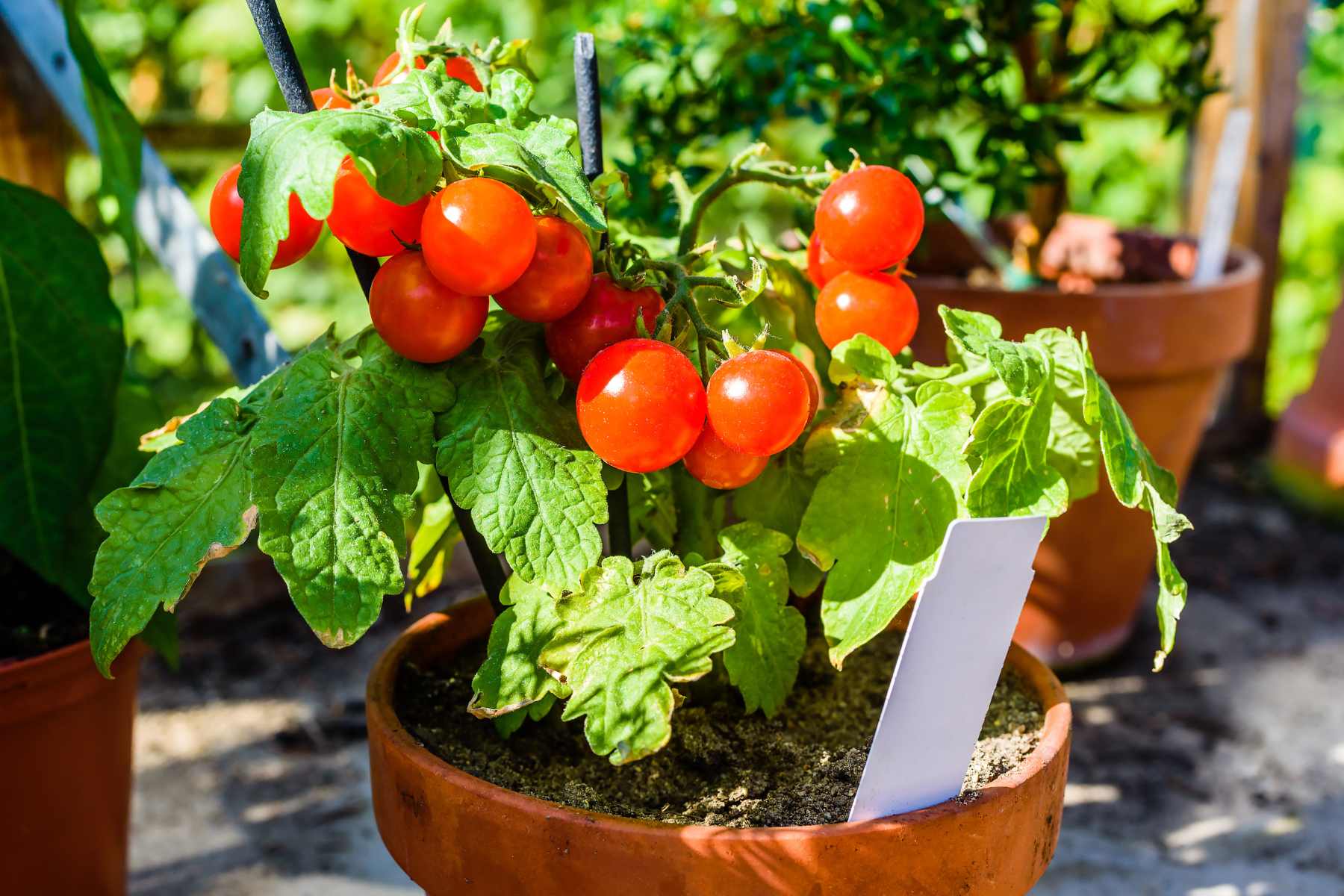 growing tomatoes in pots