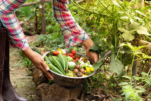 harvesting vegetables