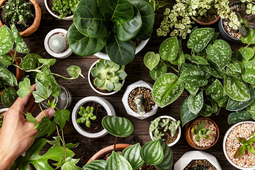 healthy houseplants