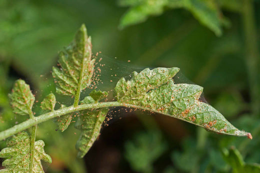 how to get rid of spider mites