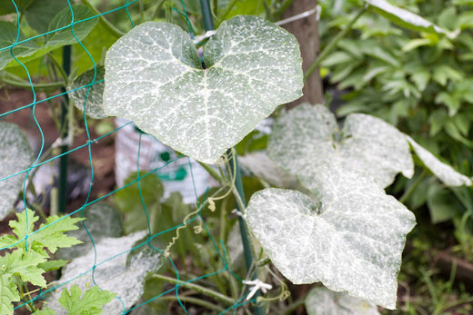 how to treat powdery mildew