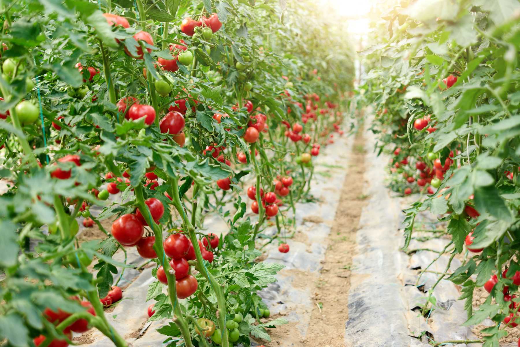 increase tomato yields