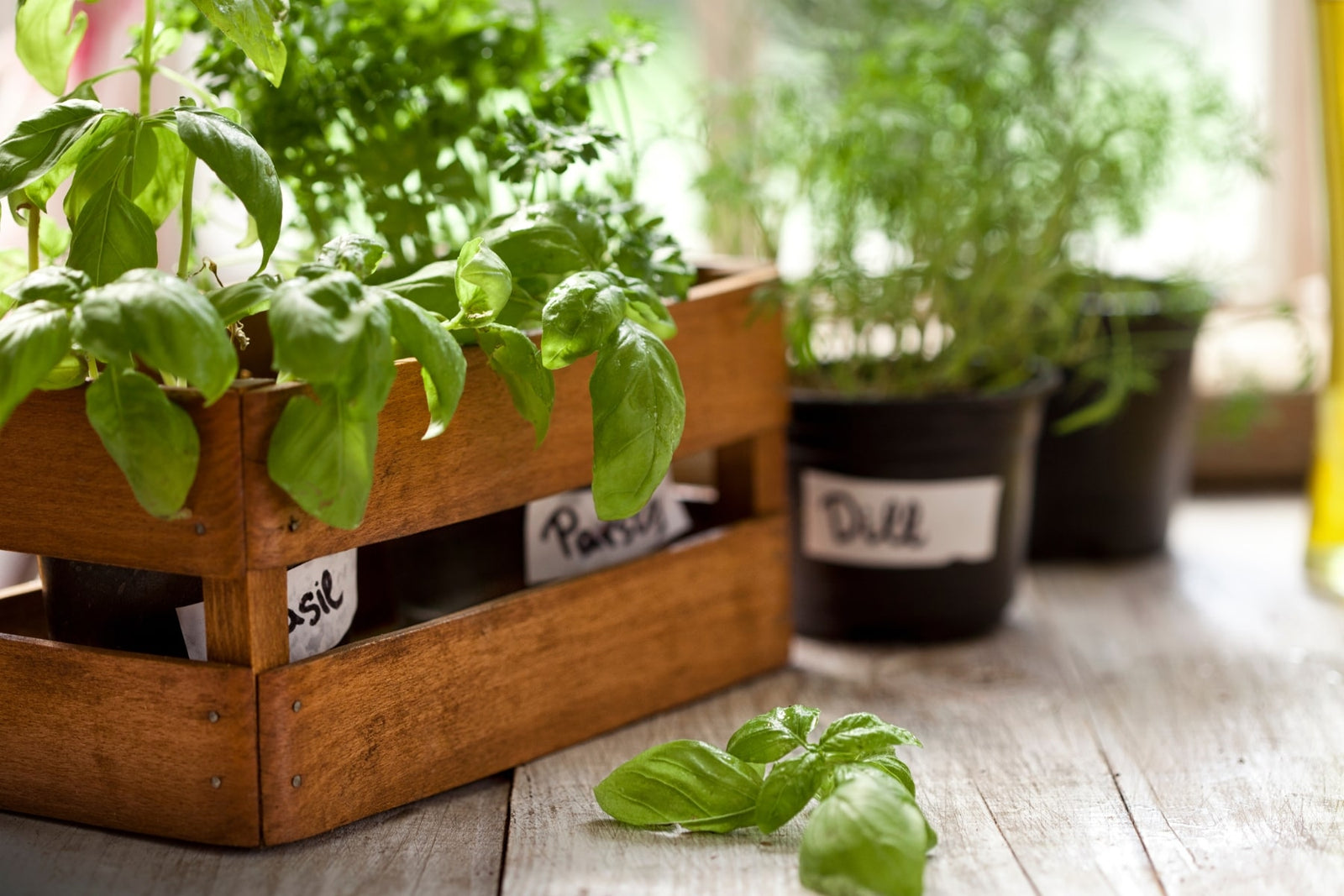 How To Grow Thriving Plants in Your Indoor Garden