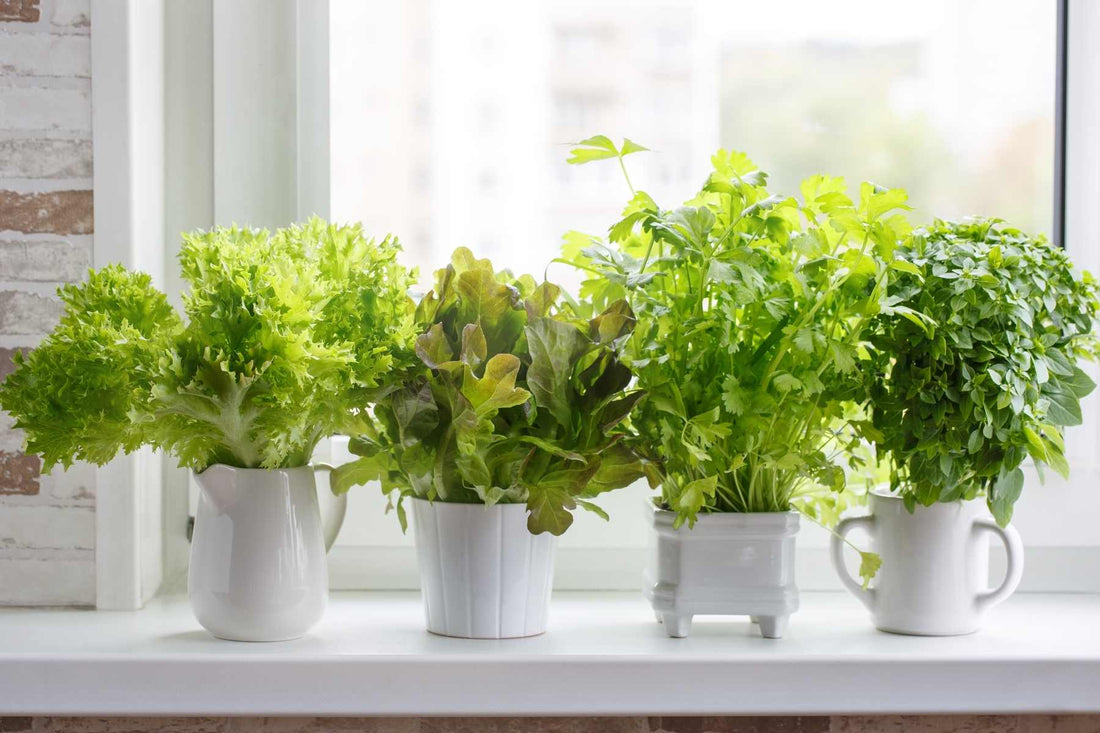 How to Start an Indoor Vegetable Garden [Full Guide]