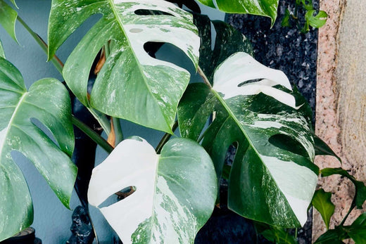 monstera plant