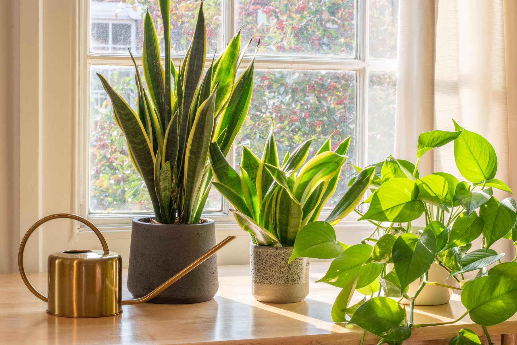 popular house plants