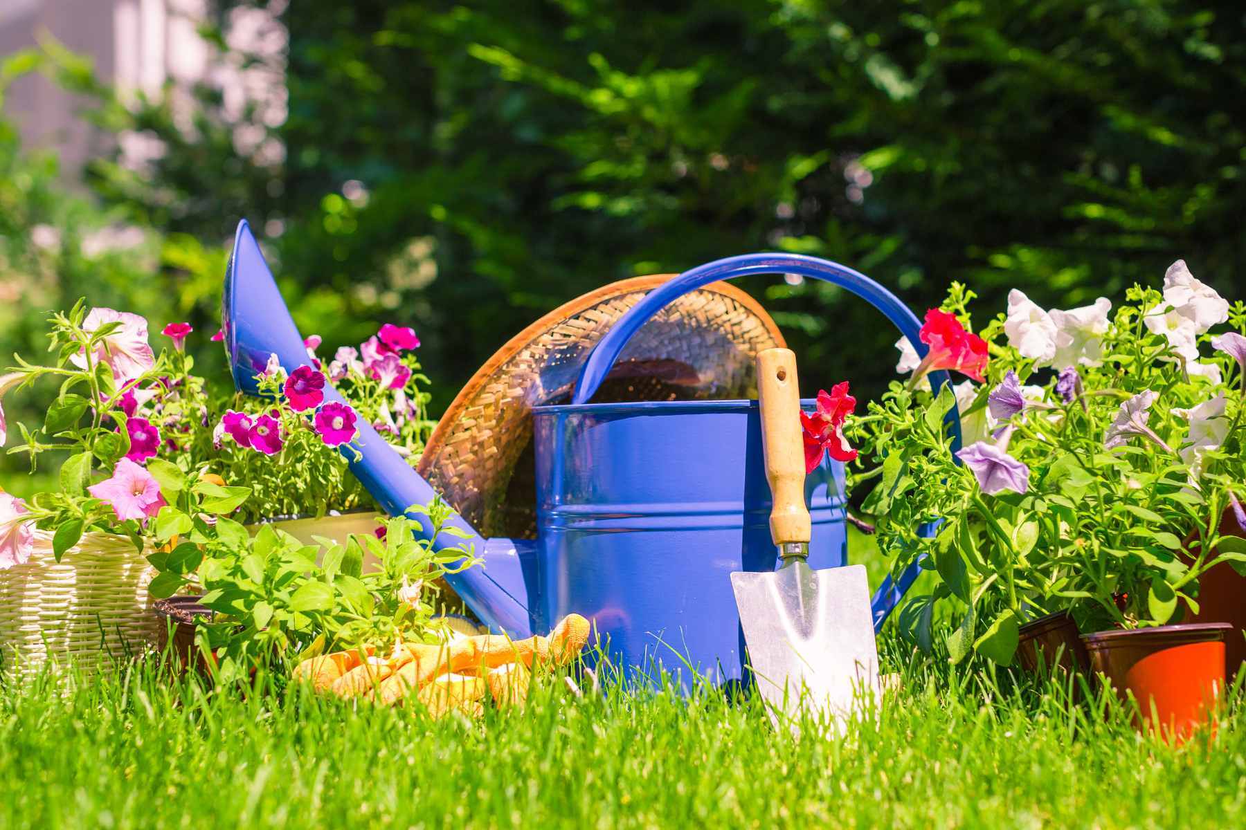 spring planting