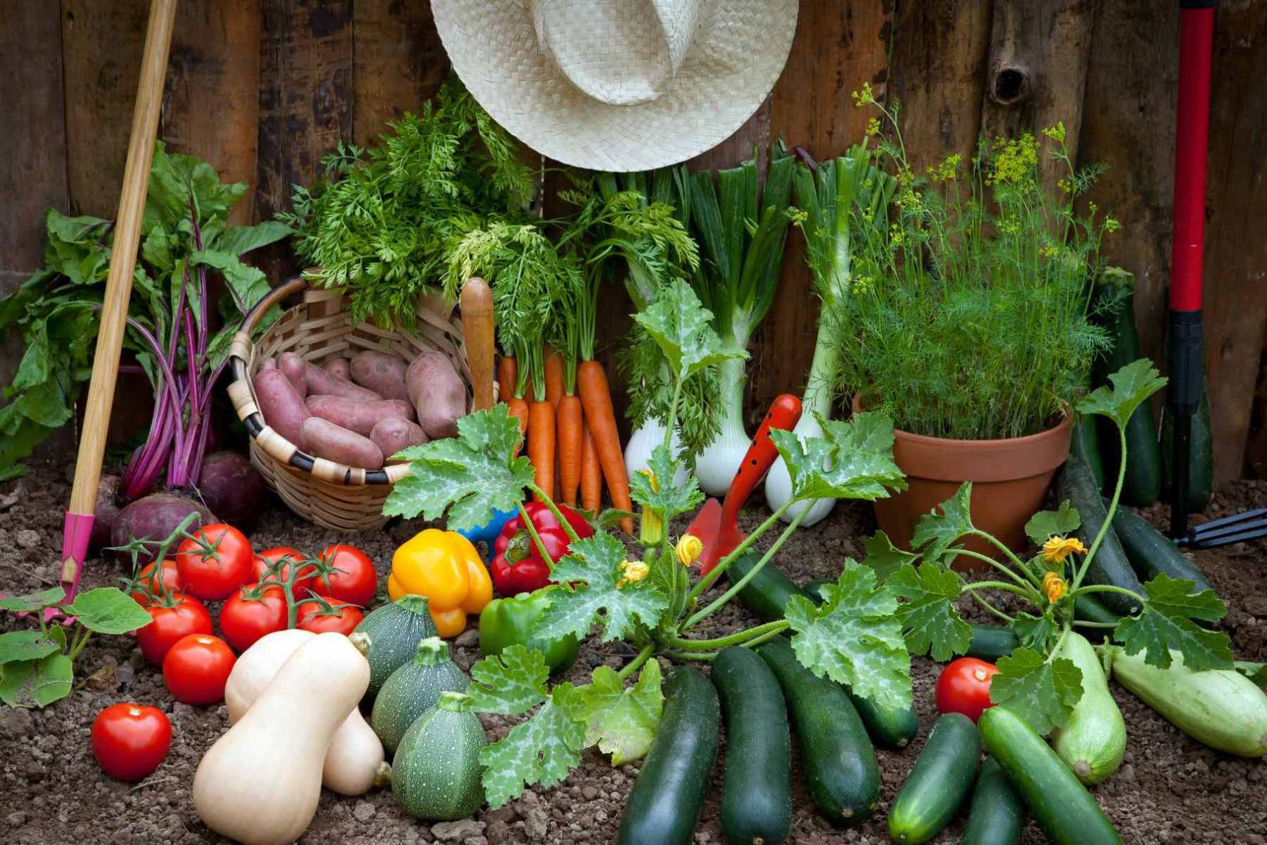 vegetable garden